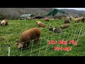 100 Head Pastured Pig Group Tour In 5 Min 130k Worth Of Pork Farming Pigs Realpigfarming