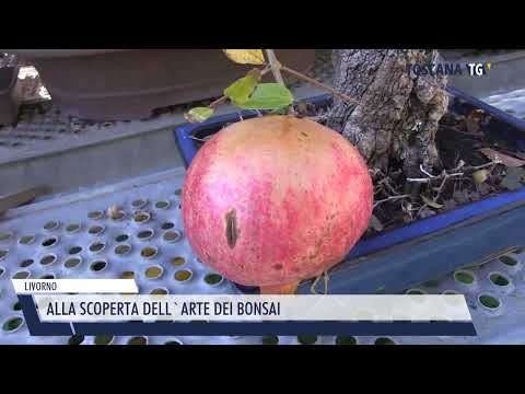 2023-11-25 LIVORNO - ALLA SCOPERTA DELL'ARTE DEI BONSAI