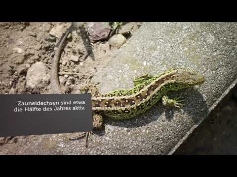 Reptil des Jahres 2020: die Zauneidechse