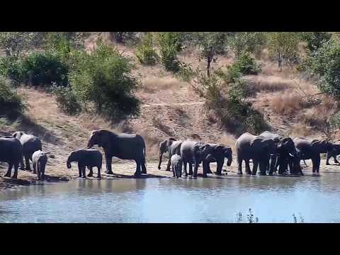 Djuma: Elephant herd with a lot of small ones - 10:42 - 06/03/20