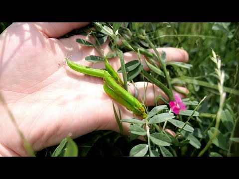 雑草の豆で納豆作る!