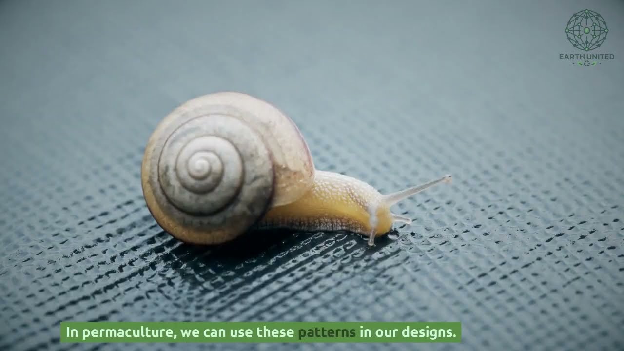 Understanding Nature in Permaculture
