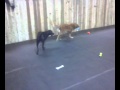 Blue Man Fetch