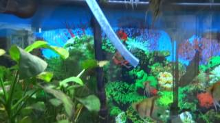How to instantly cycle a fish tank  NO WAIT TIME!
