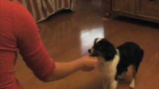 Training a mini australian shepherd