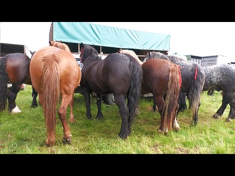 Caii lui Alexandru Varga de la Sighetu-Marmației - Maramureș 2023