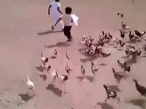 Niño perseguido por gallinas hambrientas asesinas