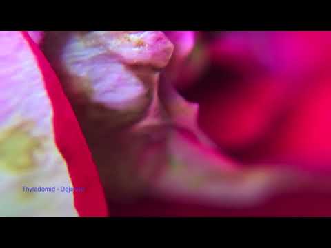 Thyladomid -  Dejavue (Tour De Traum XV)