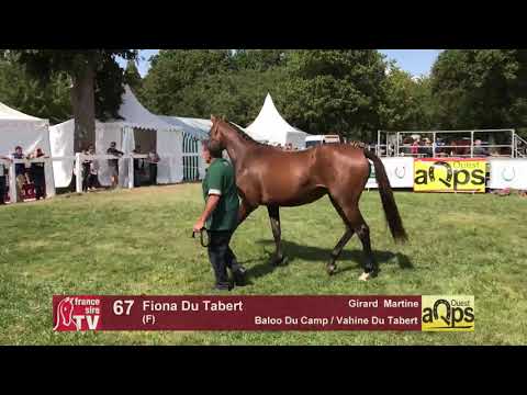 Show AQPS Lion 2017 : Lot 67 - Fiona Du Tabert