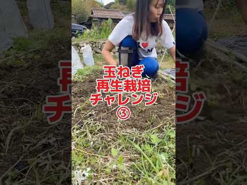 菜園の輪作計画：メリットは何ですか？  庭園