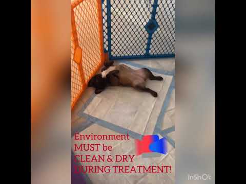 Giardia gatti terapia
