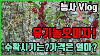 유기농 오미자 수확시기 및 가격은 얼마일까?/농사vlog
