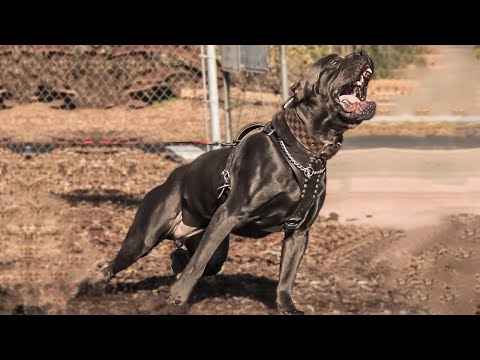 10 Amazing Black Large Dog Breeds : Black Dogs