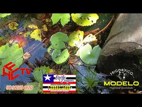 Riacho do mapa em São Benedito Rio Preto Ma #rio #riacho @Fernanfloo 