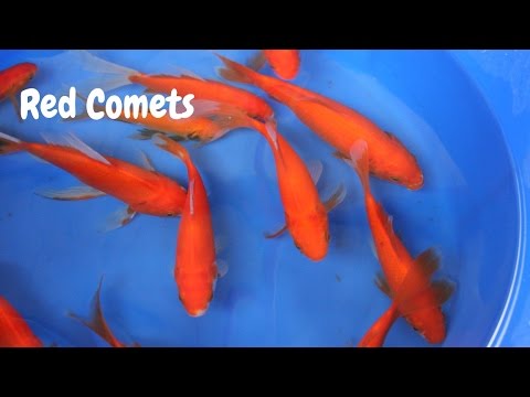 Watch Video on YouTube