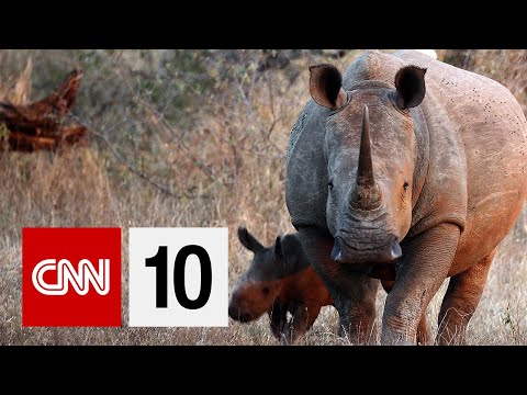 New Tech In The Fight To Protect Rhinos | February 13, 2020