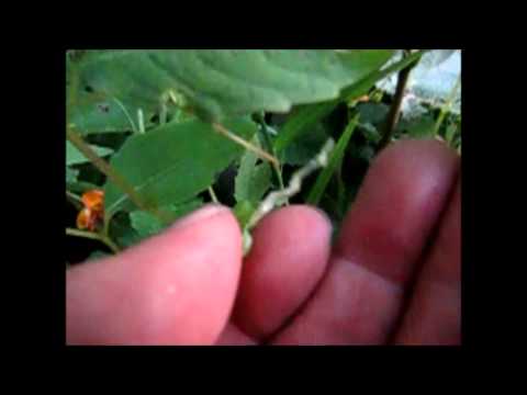 Popping Jewelweed Pods in Slow Motion