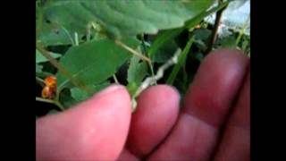 Popping Jewelweed Pods in Slow Motion