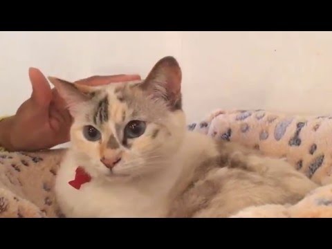 Cat Cafe Miysis Yokohama 2016