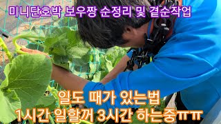 일도 때가 있는법 1시간 할일을 3시간넘게..미니단호박 보우짱 3번째 순치기및 줄기 유인~단호박 재배방법,키…