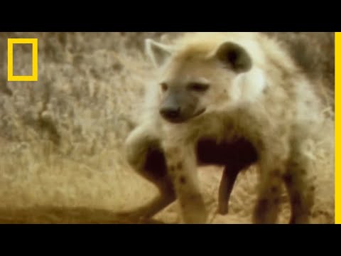 L'étrange clitoris de la hyène tachetée