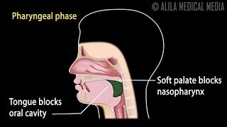 Swallowing Reflex, Phases and Overview of Neural Control, Animation.