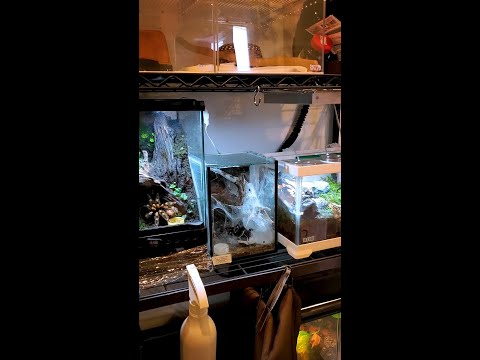 ヘビを適切に飼い、世話し、世話をする