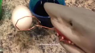 Shark Puppet Easter Eggs!
