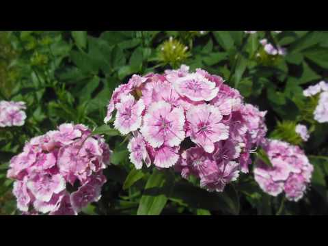 In the Power of Feeling -  Angelight