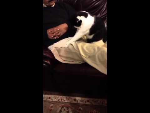 Massaging Cat