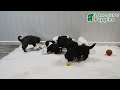 Mini Bernedoodle dogs for sale: Sylvester - Video 1