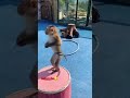 MONYET JOGET AJOJING LUCU NGAKAK ANIMALS Animals Shorts Suarahewan Monyetlucu Ajojing