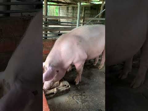 Feed the best food for pregnant mother pig - Pig farming for profit #shorts #pig #pregnant #best
