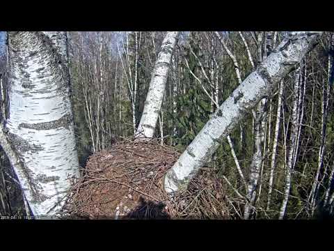 14/04/2019  10:27  Tree creeper on LSE nest (Estonia, konnakotkas3)