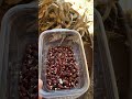 1500 Year Old Cave Beans Seed Harvest 2023 #homesteading #homestead #selfreliance #preppingforshtf