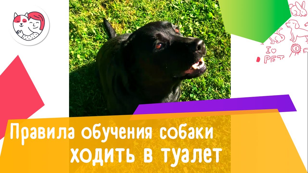 4 правила при обучении собаки ходить в туалет на улице