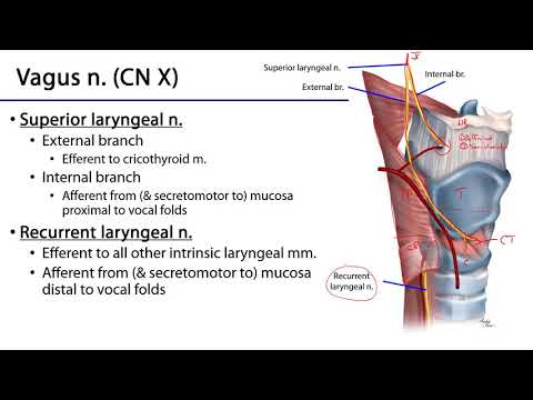 Larynx and Pharynx LO - Laryngeal Neurovasculature