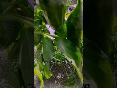 シート ピーマンをいつポットに播くか 種子の発芽方法のヒント