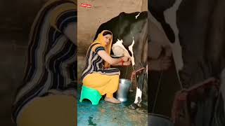 Download lagu रागनी #ragni #shorts #short #funny #comedy #viral #status #haryanvi #tranding #vairlshort #Ragni2488 mp3