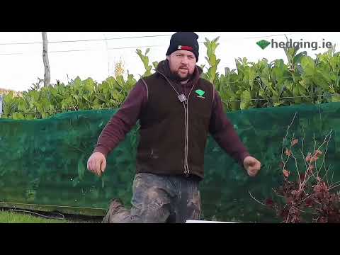 beech hedging - Image 2