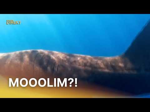 Golema psina već danima pliva Jadranom. Mojmira: 'Prizor koji nitko ne želi vidjeti' | RTL Direkt