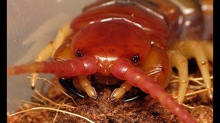 This Bug Must Die - Texas Redheaded Centipede