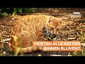 Actiegroep pleit voor het binnenhouden van huiskatten