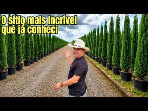 Conheci o maior viveiro de mudas Cipreste Italiano do Brasil