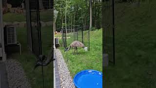 Rogue emu captured after 2 weeks on the lam