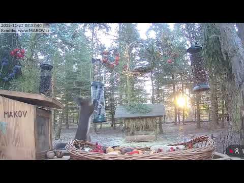 Pavel Dobeš - Brhlík a Sojka (video: Krmítko Makov)