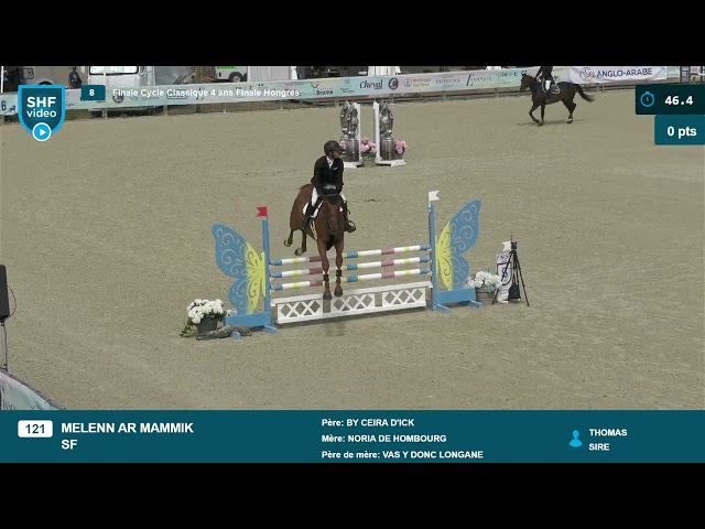 Hongre de 4 ans 