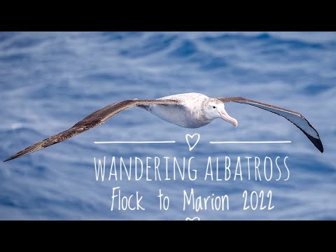 Wandering Albatross, Flock to Marion 2022, Supporting the Mouse Free Marion Project.