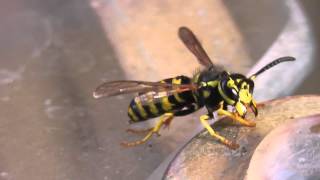 wasp insect bug up close macro hd 1080p