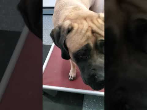 SPECTER K9 video.